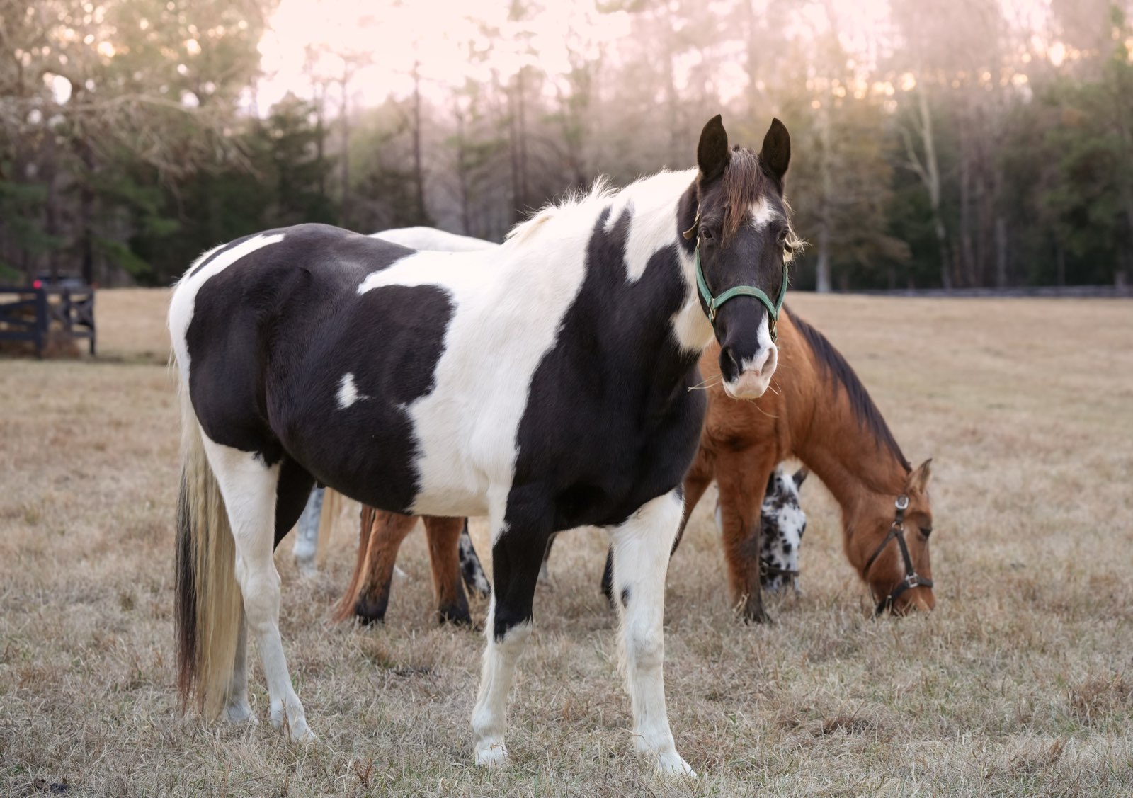 Valor Ranch Animal