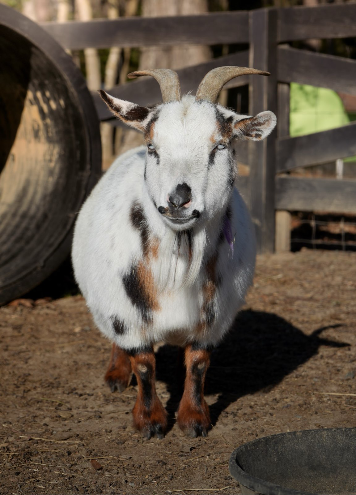 Animal Care at Valor Ranch